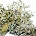 Seaweed