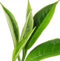 الشاي الأسود