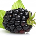 التوت الأسود