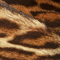 نوتة حيوانية